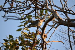 Streptopelia senegalensis
