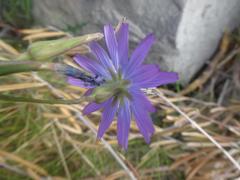 Lactuca perennis