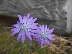 Lactuca perennis