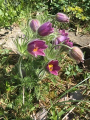 Pulsatilla vulgaris