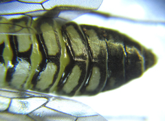 Empria liturata