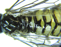 Empria liturata