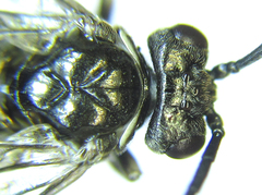 Empria liturata