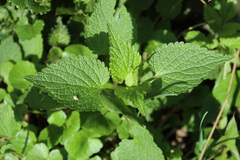 Lamium album