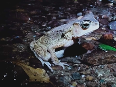 Ingerophrynus celebensis