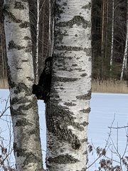 Inonotus obliquus sterilis