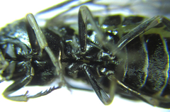 Empria liturata