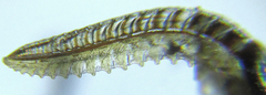 Empria liturata