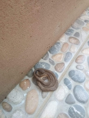 Pareas carinatus