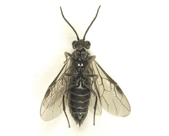 Empria liturata