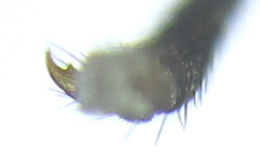 Empria liturata