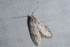 Semioscopis megamicrella