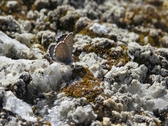 Pseudophilotes panoptes