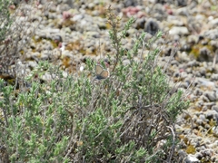 Pseudophilotes panoptes