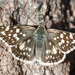 Heliopetes americanus - Photo (c) Nico Rossi, some rights reserved (CC BY-NC), uploaded by Nico Rossi