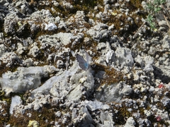 Pseudophilotes panoptes