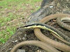 Dendrelaphis calligaster