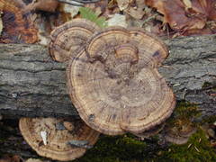 Daedaleopsis confragosa image
