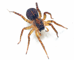 Artoriinae