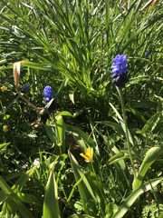 Muscari latifolium