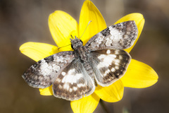 Chiomara asychis