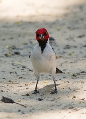 Paroaria gularis cervicalis