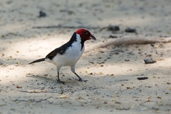 Paroaria gularis cervicalis