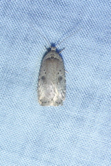 Agonopterix argillacea