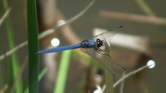Trithemis dorsalis