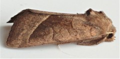 Hydraecia micacea