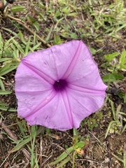 Ipomoea setifera