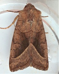 Hydraecia micacea