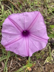 Ipomoea setifera