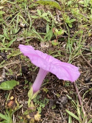 Ipomoea setifera