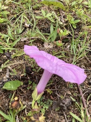 Ipomoea setifera
