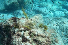 Scobinichthys granulatus