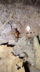 Macrotermes convulsionarius