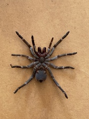 Cyrtopholis portoricae