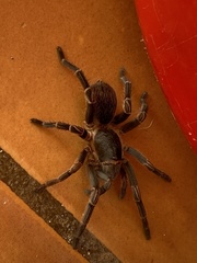 Cyrtopholis portoricae