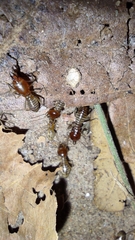 Macrotermes convulsionarius