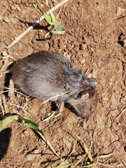 Microtus guentheri