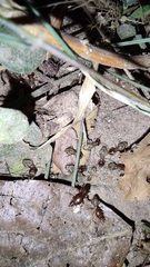 Macrotermes convulsionarius