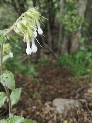 Symphytum brachycalyx