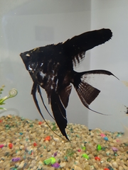 Pterophyllum scalare