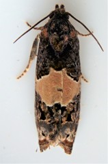 Epiblema tripartitana