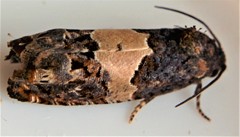 Epiblema tripartitana