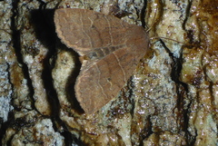 Eupsilia morrisoni