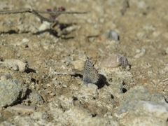 Pseudophilotes panoptes