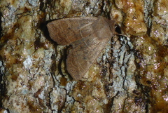 Eupsilia morrisoni