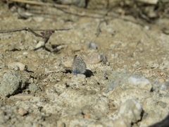 Pseudophilotes panoptes